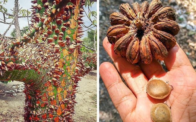 沙盒树到底有多恐怖果实爆炸相当于中型炸弹毒液可致人类失明