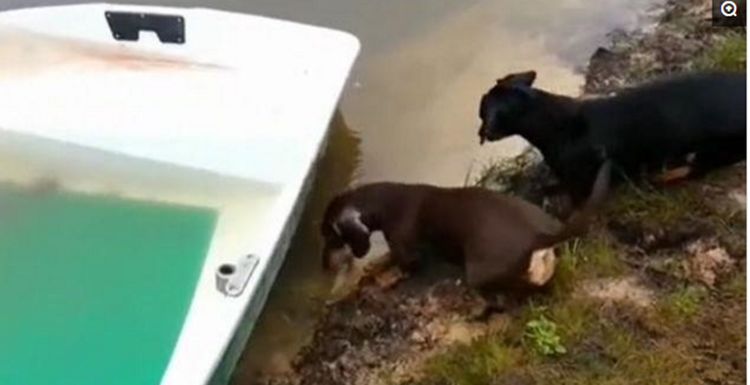 主人钓的鱼被狗狗叼走，以为狗子要吃了它，结局却令主人动容休闲区蓝鸢梦想 - Www.slyday.coM