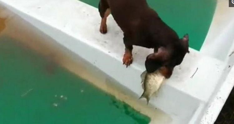 主人钓的鱼被狗狗叼走，以为狗子要吃了它，结局却令主人动容休闲区蓝鸢梦想 - Www.slyday.coM