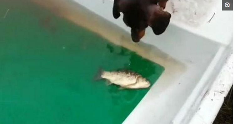 主人钓的鱼被狗狗叼走，以为狗子要吃了它，结局却令主人动容休闲区蓝鸢梦想 - Www.slyday.coM
