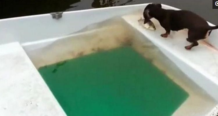 主人钓的鱼被狗狗叼走，以为狗子要吃了它，结局却令主人动容休闲区蓝鸢梦想 - Www.slyday.coM