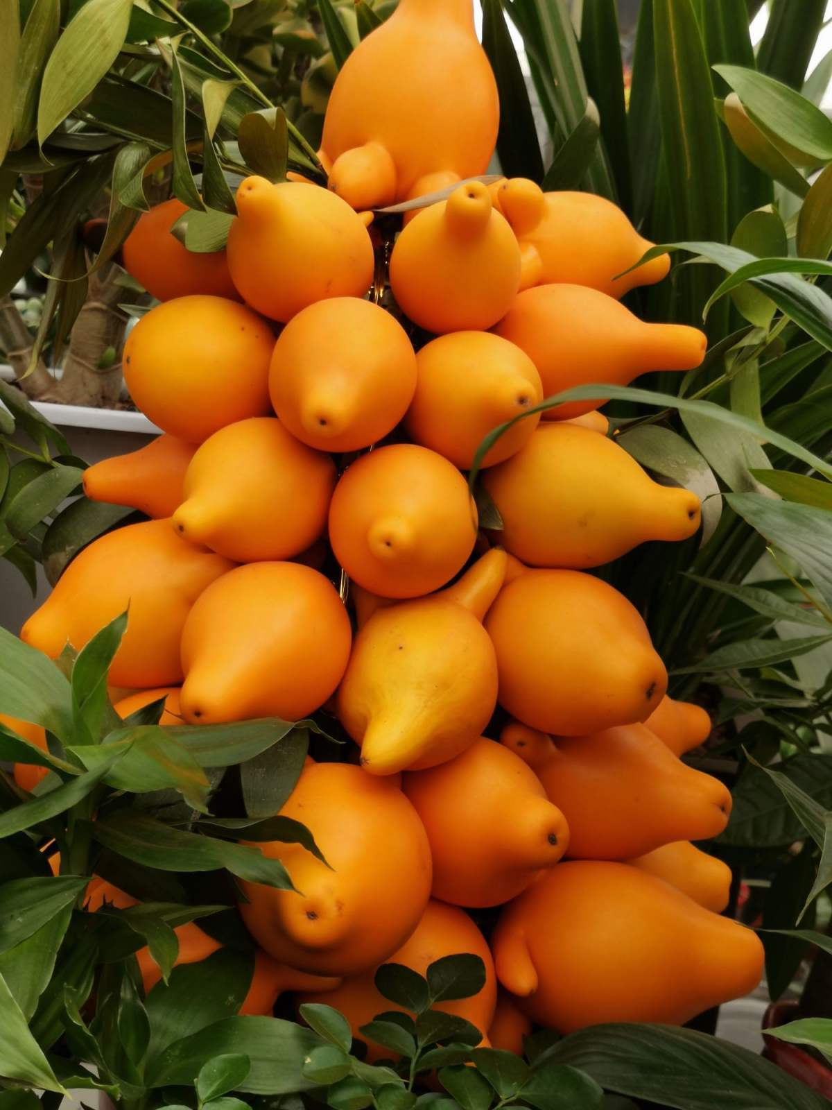 家里养花就养"黄金满地",满满好兆头,大户人家的"香饽饽"|乳茄|饽饽