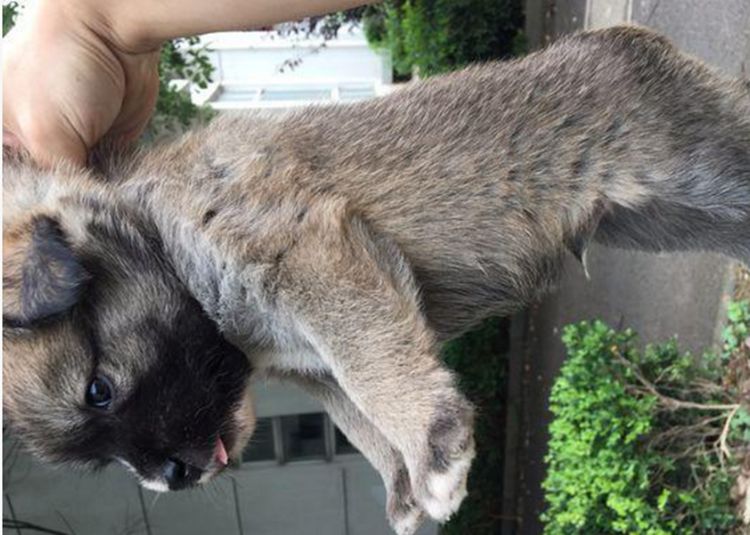 流浪狗在小区产崽，好心人偶尔接济，再去探望却没了狗妈妈休闲区蓝鸢梦想 - Www.slyday.coM