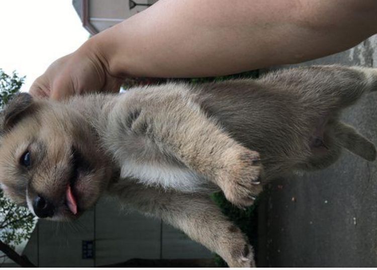 流浪狗在小区产崽，好心人偶尔接济，再去探望却没了狗妈妈休闲区蓝鸢梦想 - Www.slyday.coM