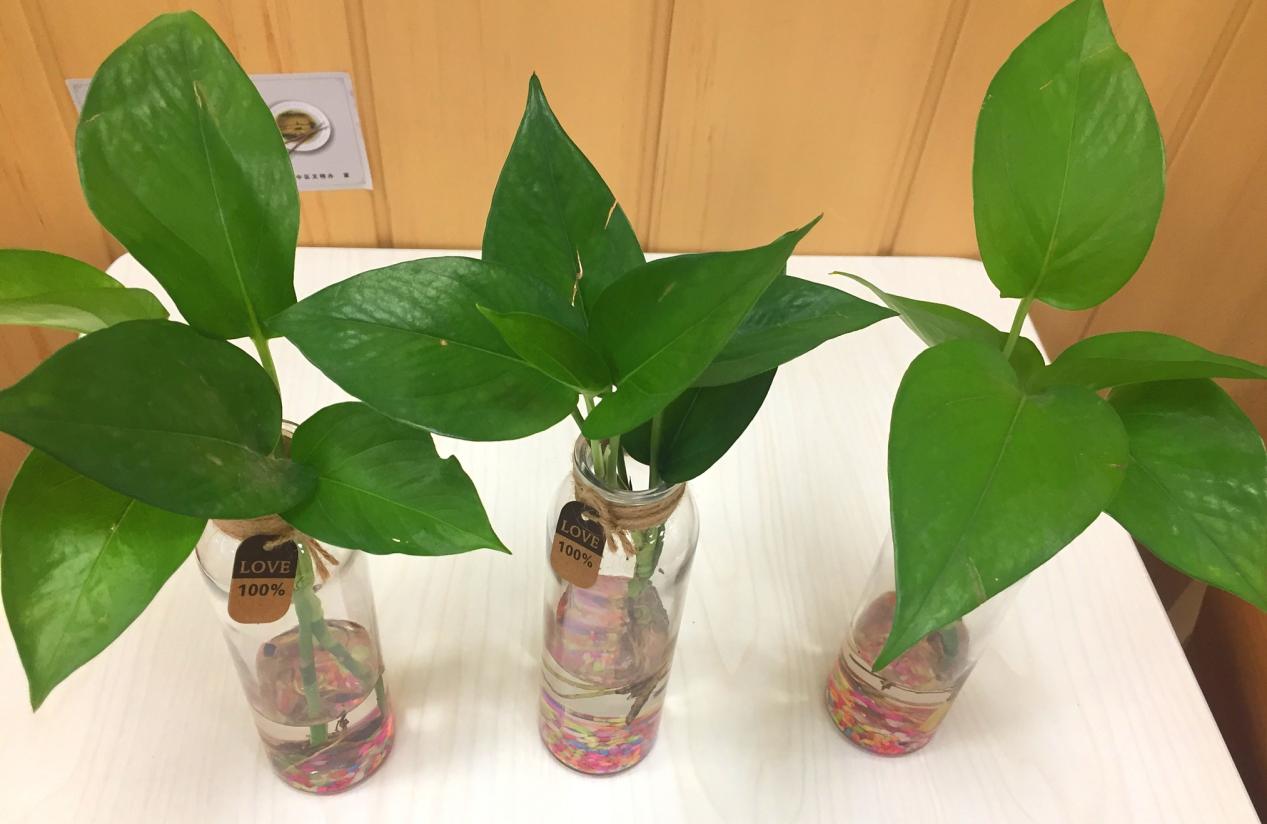 浇水之后我们要及时地让它通风,尤其是土培绿萝,因为绿萝的根系茂盛