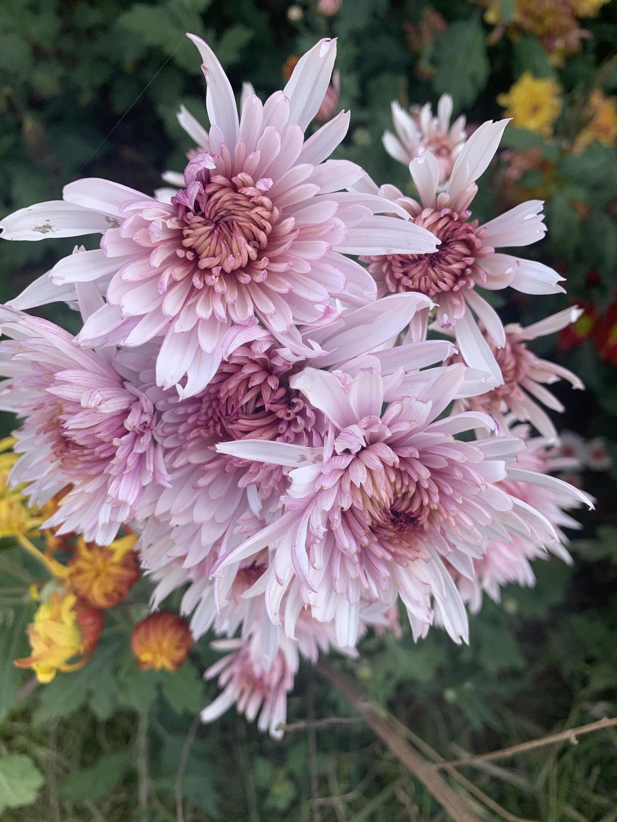秋冬季节家里一定要养盆菊花花中之王开花巨漂亮