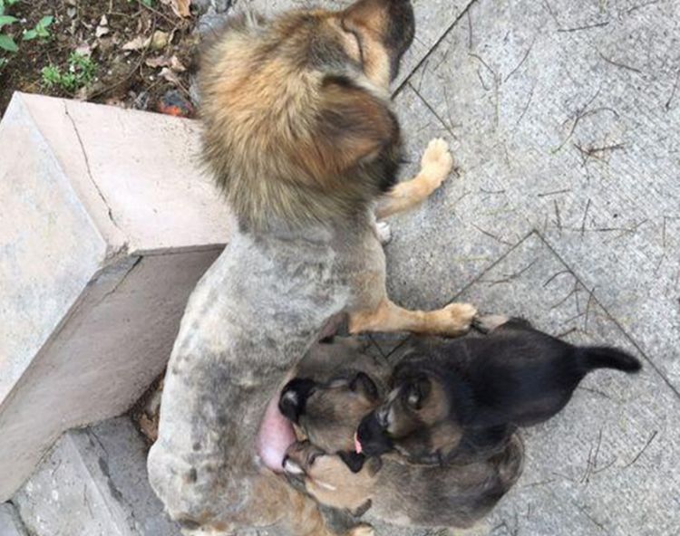 流浪狗在小区产崽，好心人偶尔接济，再去探望却没了狗妈妈休闲区蓝鸢梦想 - Www.slyday.coM