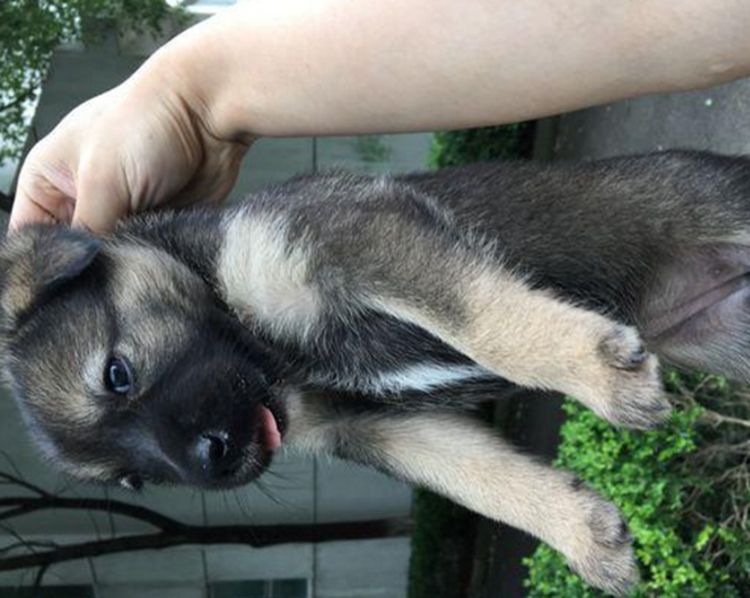 流浪狗在小区产崽，好心人偶尔接济，再去探望却没了狗妈妈休闲区蓝鸢梦想 - Www.slyday.coM