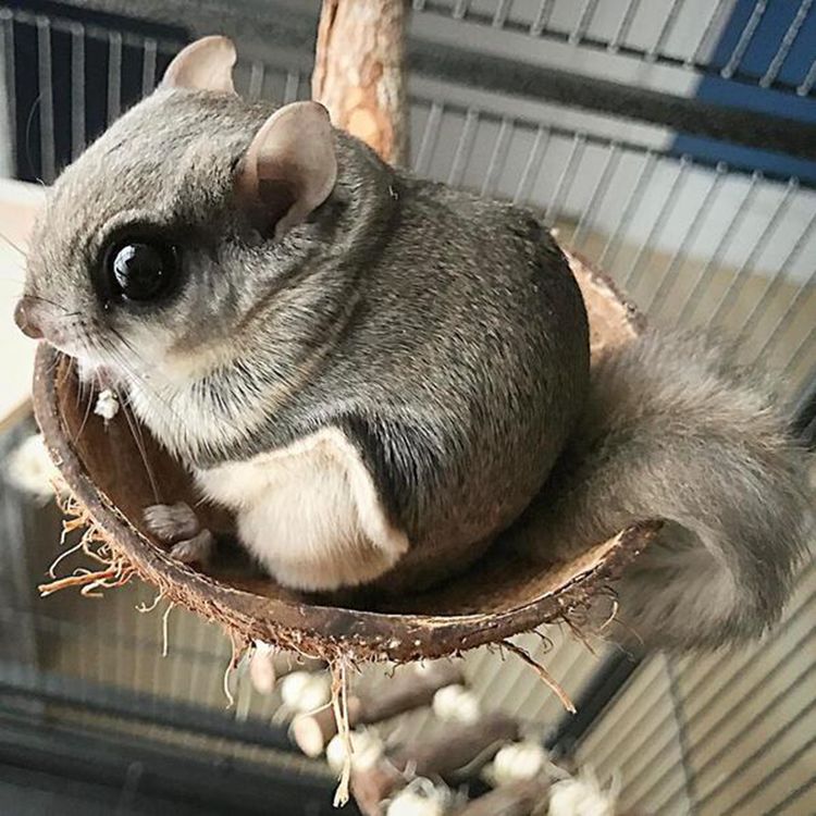 台风吹来一只飞天鼠女子将其收留喂养兴奋直喊天降横财