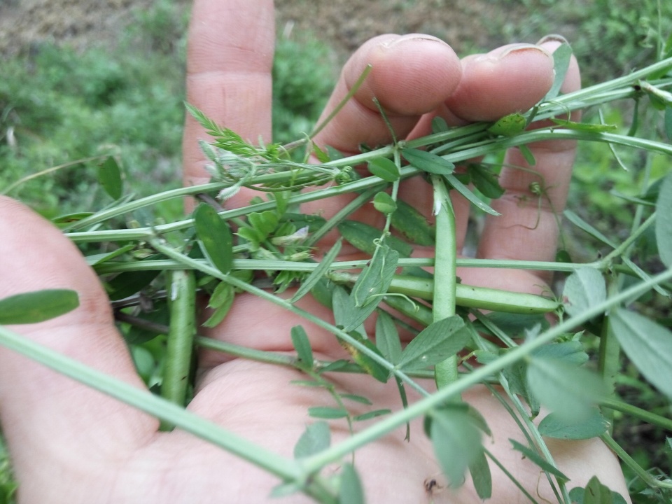 在中国古代诗歌中"长歌怀采薇"中的"薇"指的就是这种野豌豆.