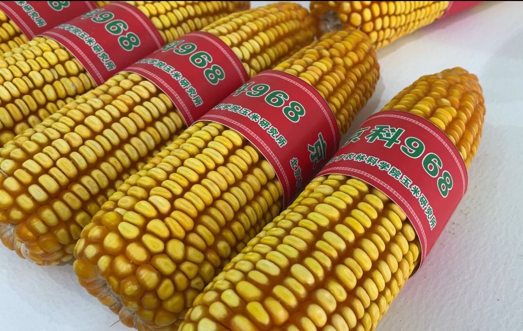 nk815和京科968玉米品种.
