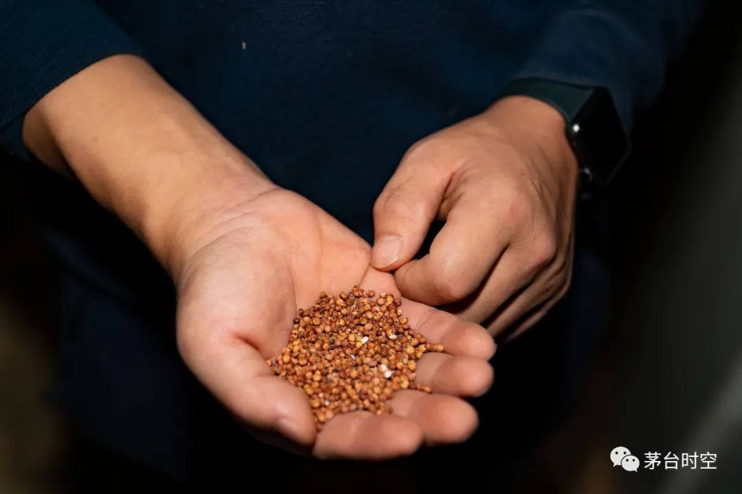 ▲酒师检查高粱。