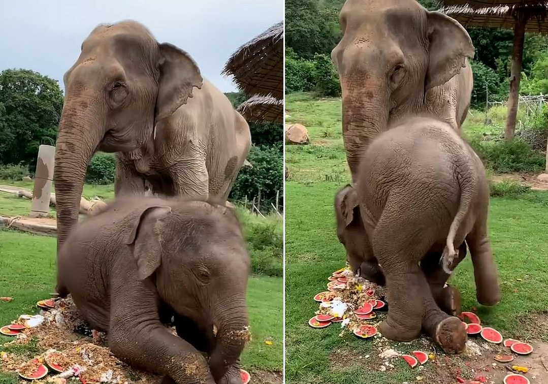 泰国小象糟蹋奶奶的蛋糕又踩又滚网上走红