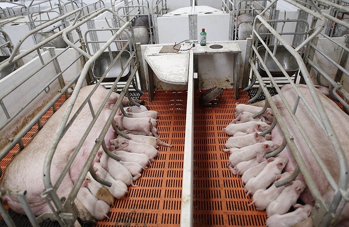 四家上市公司三季度预亏100亿，生猪行业遭遇最惨猪周期