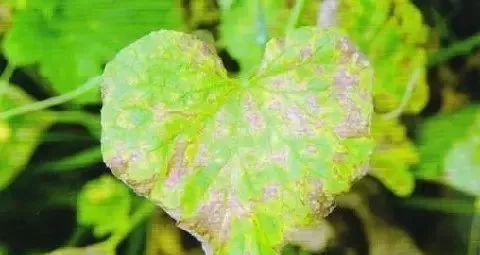 甜瓜常见病害及防治方法