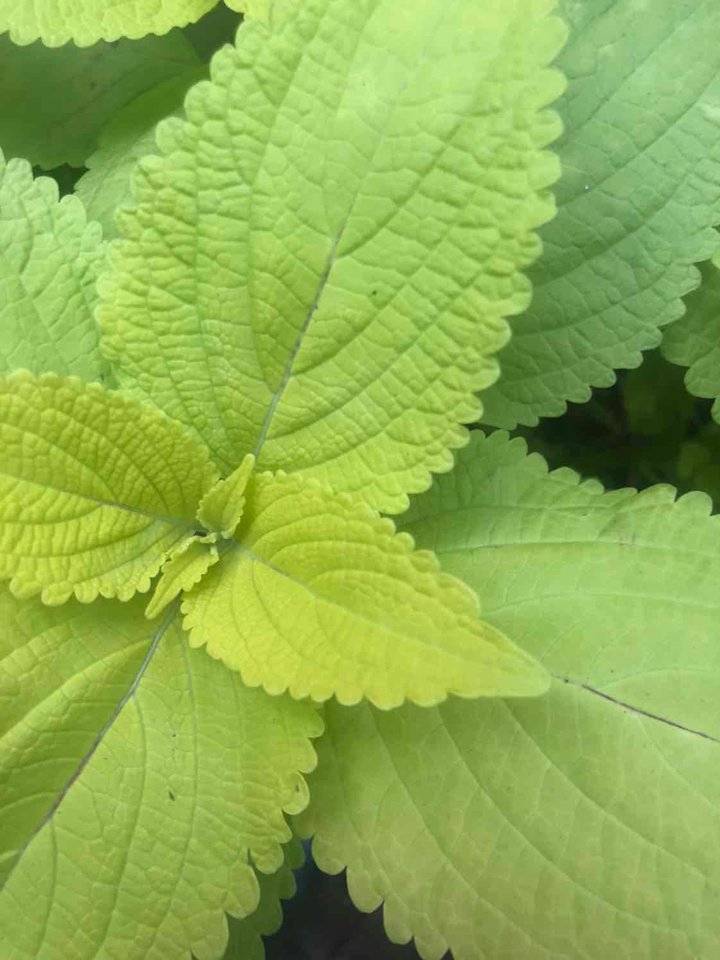 水肥|越冬|秋叶_新浪新闻