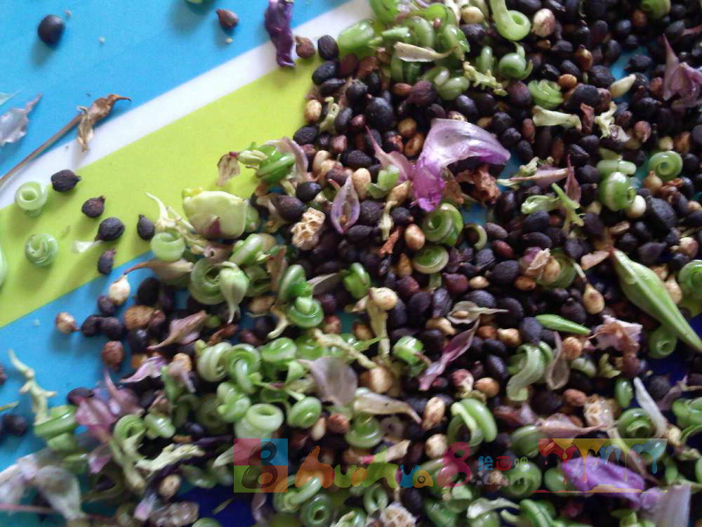 凤仙花果实像地雷,女孩常用它的花染指甲,有3大价值你知道吗?