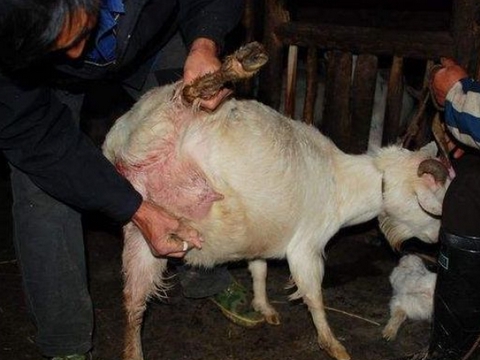 羊没有奶吃什么下奶?做好以下两点