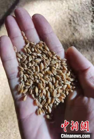 此次从俄罗斯进口的小麦。黑龙江省对俄农业产业协会提供