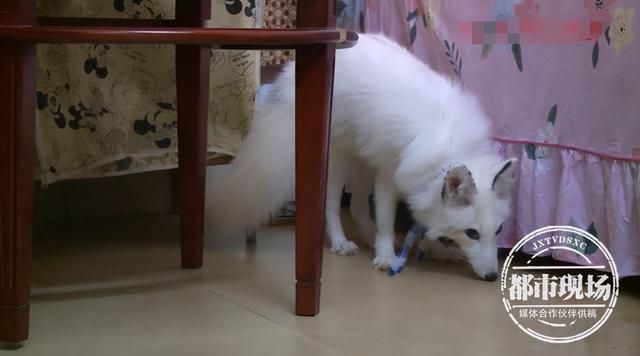 广州一公园发现白色狐狸，还是外来物种！保安：疑是有人弃养休闲区蓝鸢梦想 - Www.slyday.coM