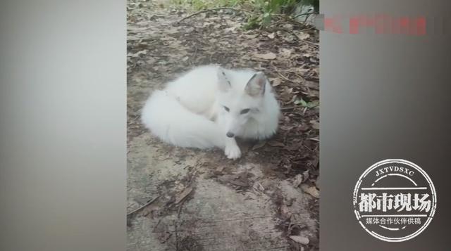 广州一公园发现白色狐狸，还是外来物种！保安：疑是有人弃养休闲区蓝鸢梦想 - Www.slyday.coM