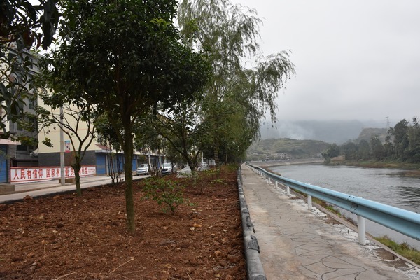 近日,普定县马场镇全面开展绿化,提升小城镇建设,其中滨河路一线就是
