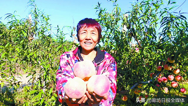 权村镇人口_乡村振兴丨大城县权村镇:错季雪桃拓宽增收路