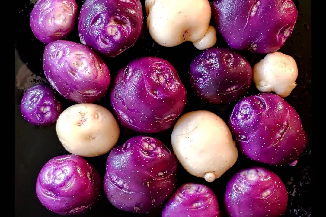 phureja,s. ×ajanhuiri,s. ×chaucha,s.stenotomum,s.