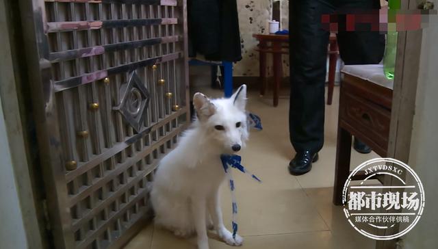 广州一公园发现白色狐狸，还是外来物种！保安：疑是有人弃养休闲区蓝鸢梦想 - Www.slyday.coM