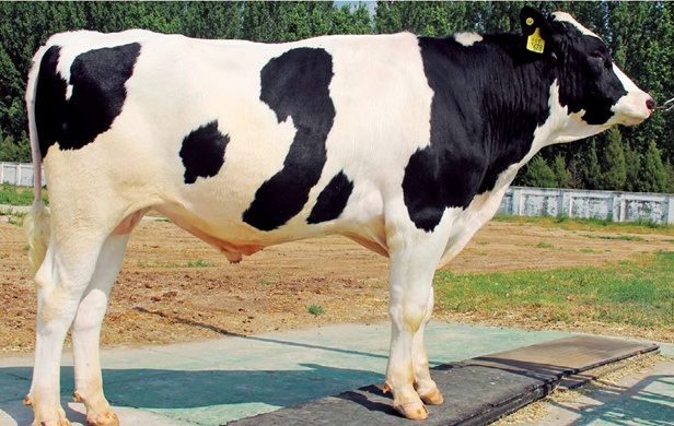 匠心育种五十年 只为中国好奶牛|中国|北京市_新浪新闻