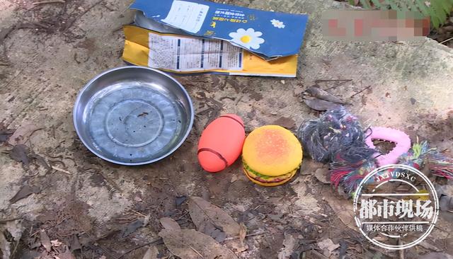 广州一公园发现白色狐狸，还是外来物种！保安：疑是有人弃养休闲区蓝鸢梦想 - Www.slyday.coM