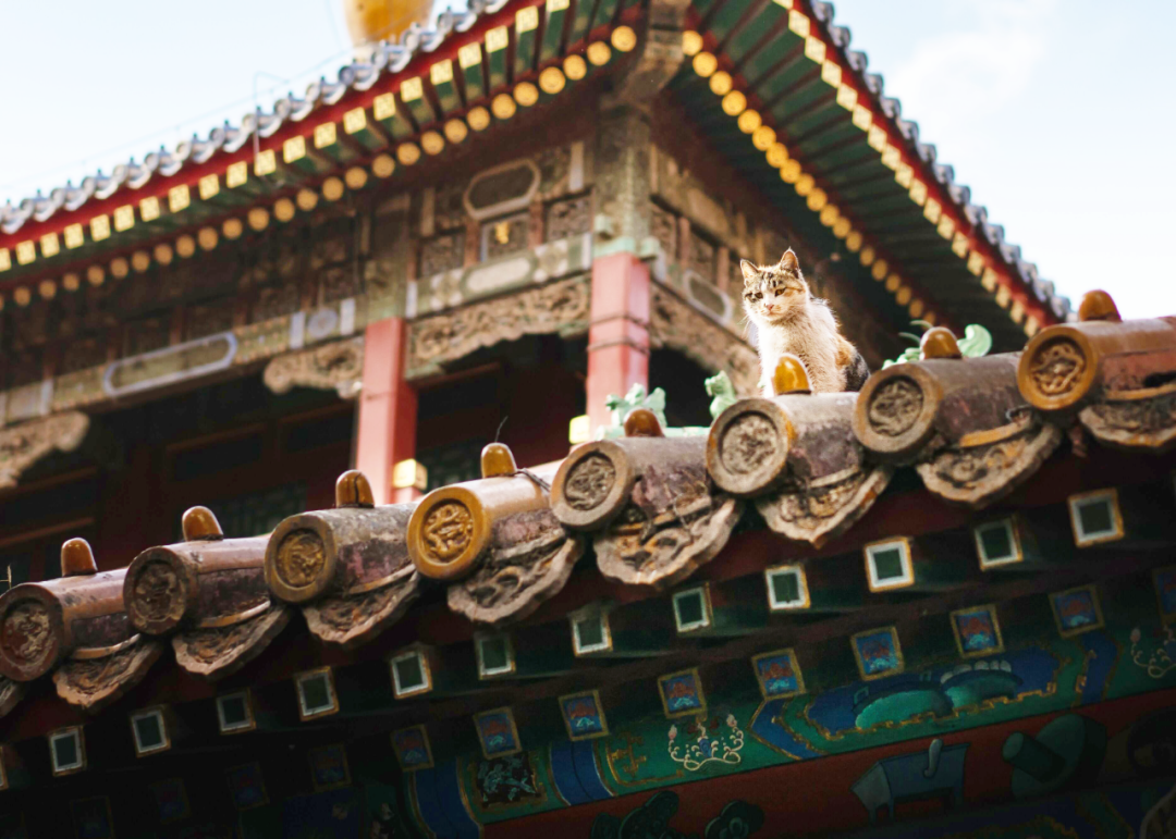 大内"咪"探——故宫猫鹿和蝙蝠在一起,寓意"福禄双全".