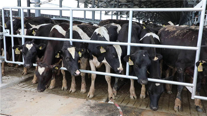 芝麻牧场借“寻山优品”还魂 共享领养模式涉嫌