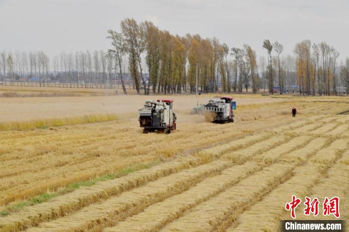 长春德惠岔路口镇，农民驾驶收割机在稻田里收割水稻 张瑶 摄