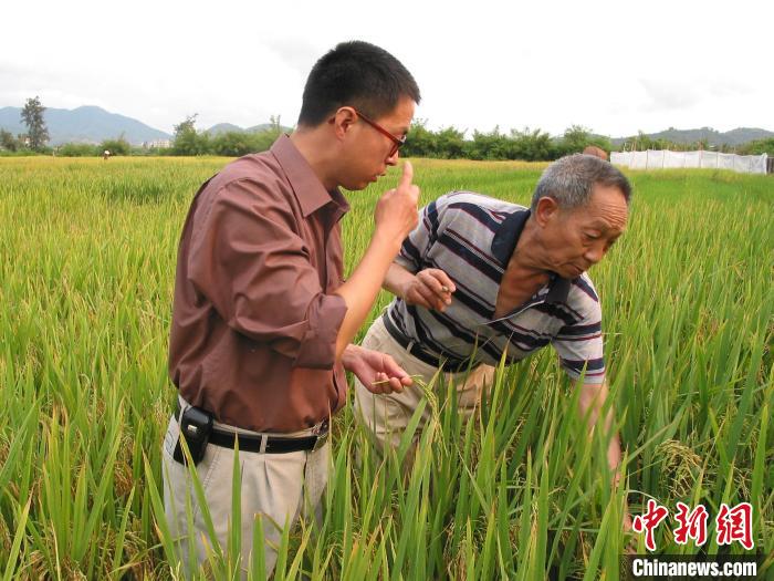 赵炳然(左)和袁隆平院士在田里研究水稻。受访者供图