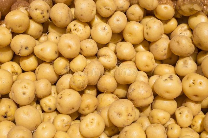 phureja,s. ×ajanhuiri,s. ×chau