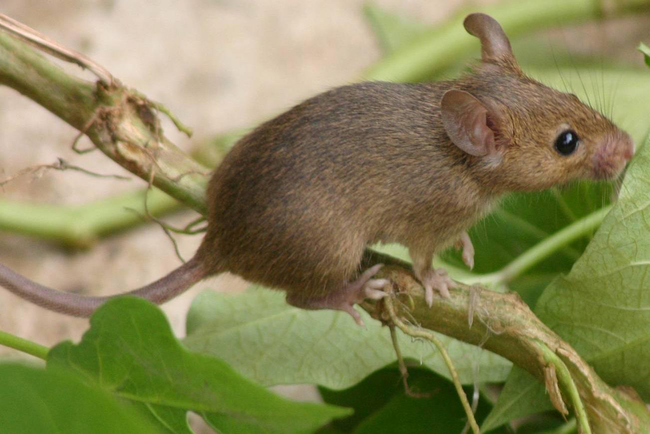 南方|黄胸鼠|褐家鼠_新浪新闻