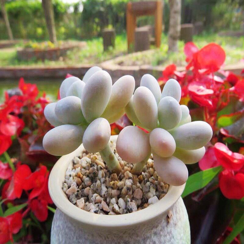 秋季养多肉白美人,满足4点,株型小巧叶片肥美,状态