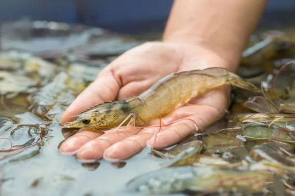 黑虎虾入侵美国生态危机 中国吃货为何供不应求