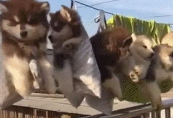 6只阿拉洗澡后被挂成一排,晒干后再收回屋,场面简直把人萌化休闲区蓝鸢梦想 - Www.slyday.coM 6只阿拉洗澡后被挂成一排,晒干后再收回屋,场面简直把人萌化休闲区蓝鸢梦想 - Www.slyday.coM