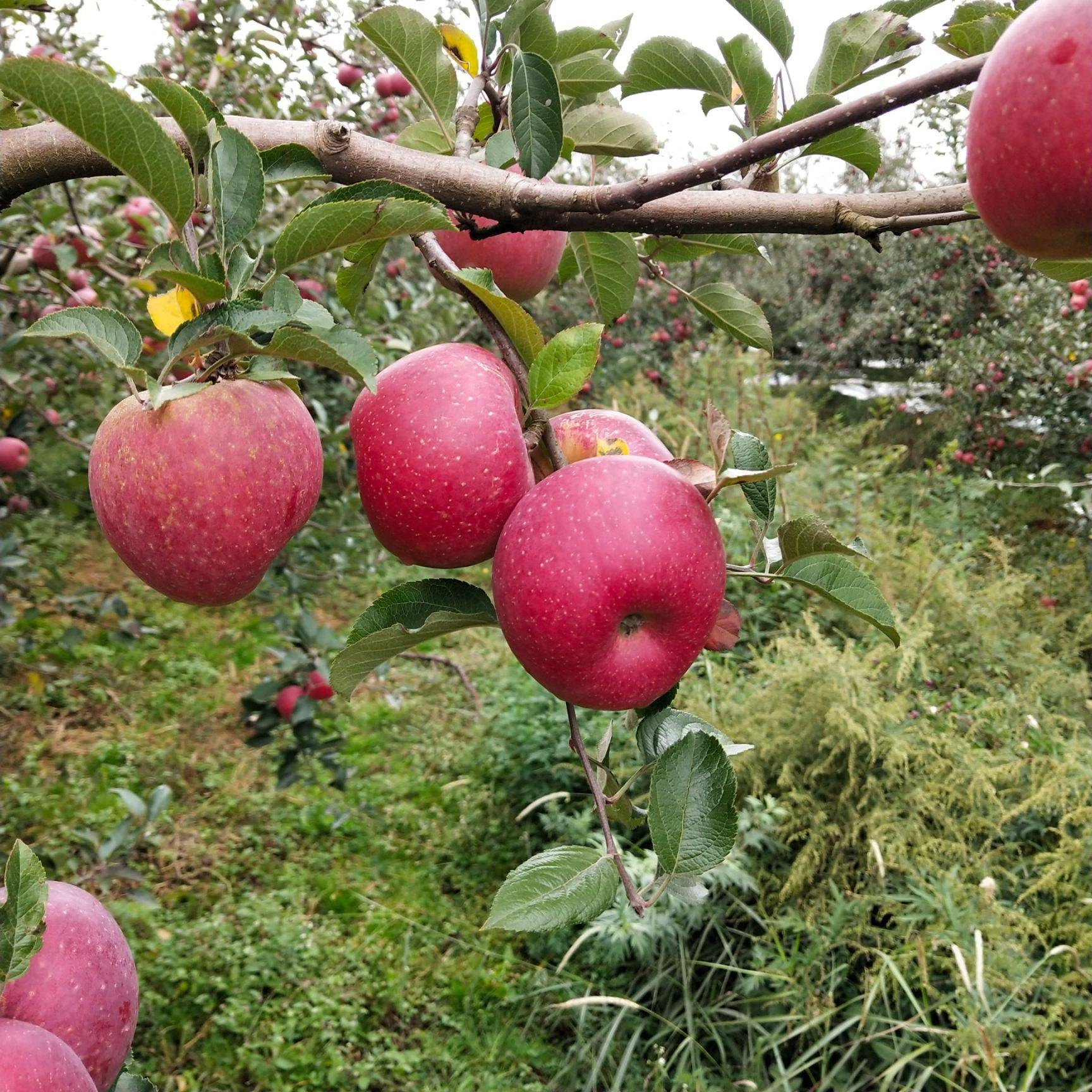 在昭通,几乎每个水果摊都摆满了刚刚采摘的苹果,望着这诱人的苹果,谁