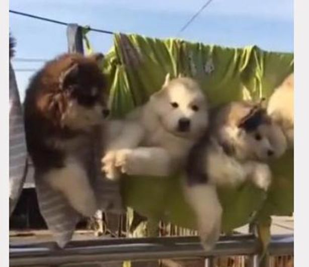 6只阿拉洗澡后被挂成一排,晒干后再收回屋,场面简直把人萌化休闲区蓝鸢梦想 - Www.slyday.coM 6只阿拉洗澡后被挂成一排,晒干后再收回屋,场面简直把人萌化休闲区蓝鸢梦想 - Www.slyday.coM