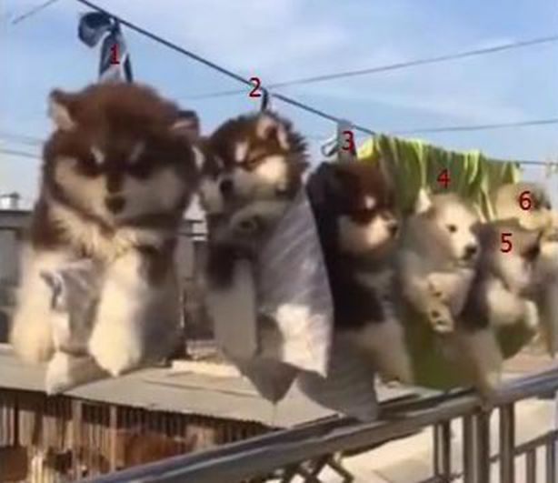 6只阿拉洗澡后被挂成一排,晒干后再收回屋,场面简直把人萌化休闲区蓝鸢梦想 - Www.slyday.coM 6只阿拉洗澡后被挂成一排,晒干后再收回屋,场面简直把人萌化休闲区蓝鸢梦想 - Www.slyday.coM