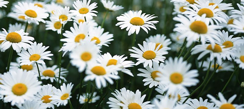 8岁短道速滑小女孩,摔倒后还反超夺冠,引全网500多万点赞休闲区蓝鸢梦想 - Www.slyday.coM