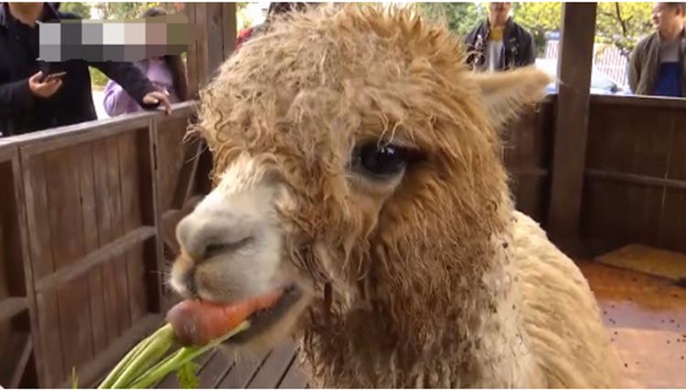 近年来,各种表情包的出现带火了不少东西.