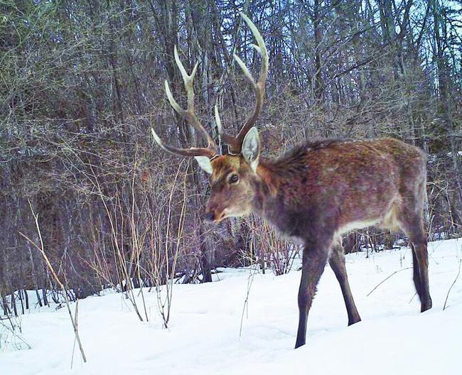 完达山一号饿不着了!从野外灭绝到上千头,东北梅花鹿数量正攀升