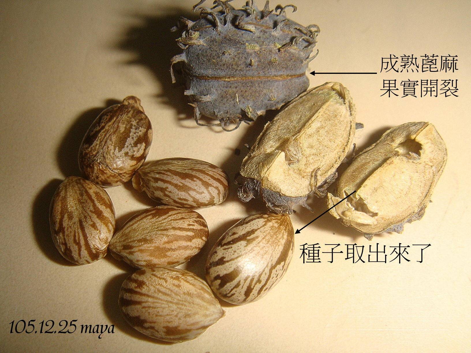 蓖麻含致命毒素是暗杀界完美毒药它有什么作用