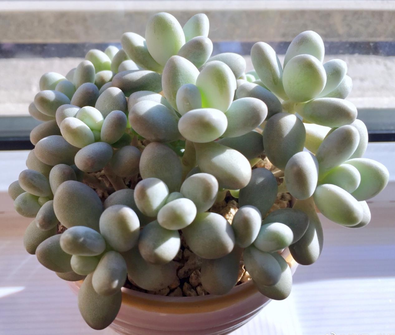 秋季养多肉白美人,满足4点,株型小巧叶片肥美,状态好极了|白美人|株型