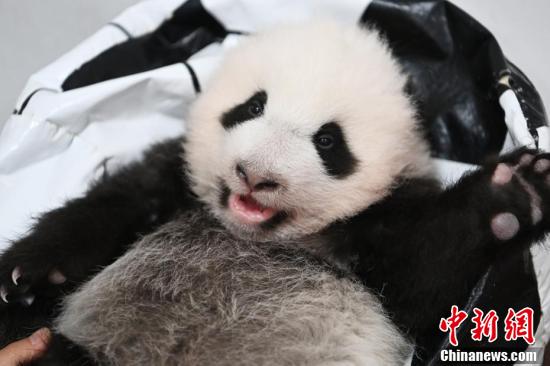 探访育幼室里的大熊猫宝宝