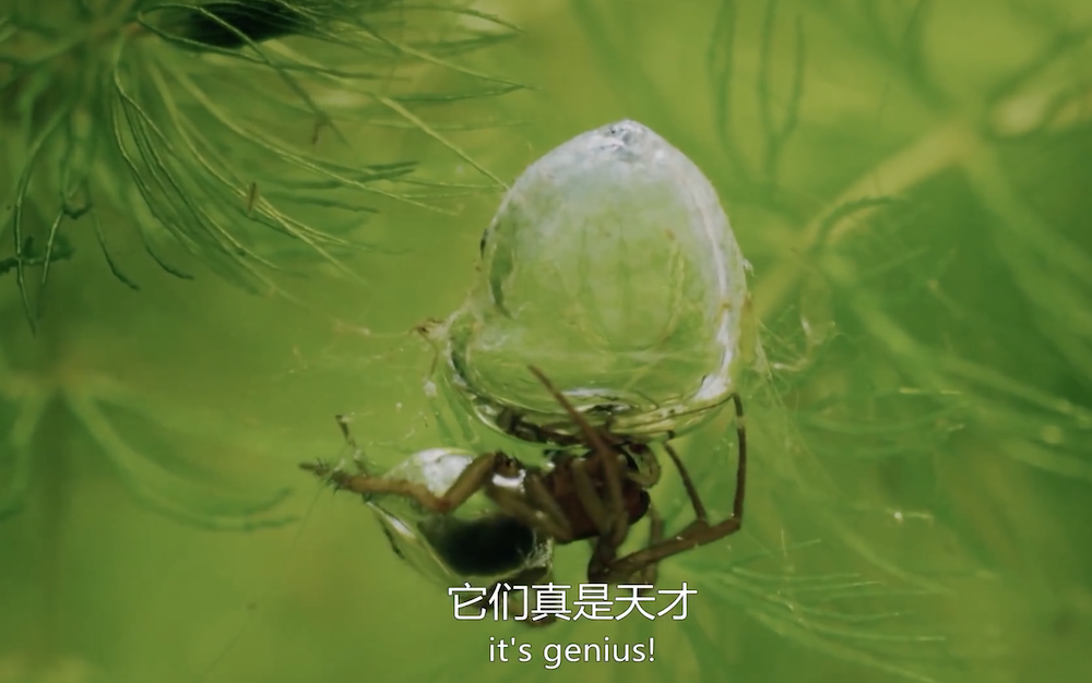 潜水钟蜘蛛用蛛丝编织一个充满空气的特殊袋子。 视频截图